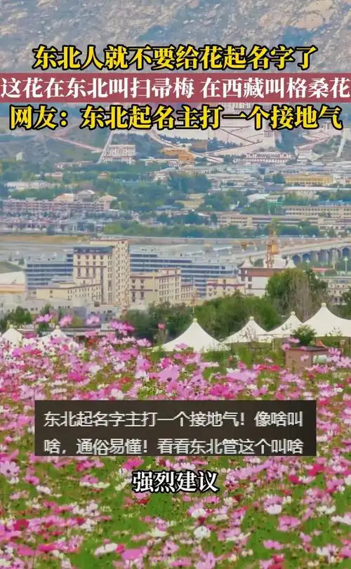 东北人起名太魔性?从网球到F1,景点绰号为何总让外地人懵圈